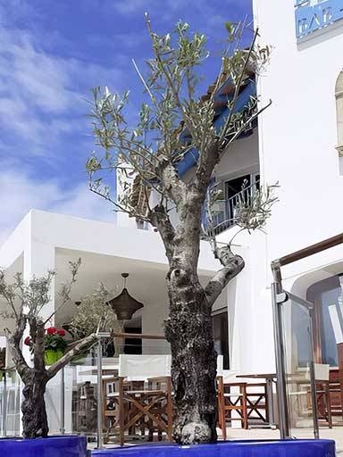 L'Amirauté - Restaurant Saintes Maries de la mer - meilleur resto SAINTES-MARIES-DE-LA-MER