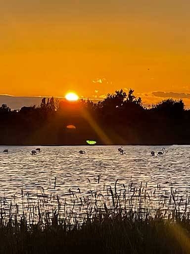 L'Amirauté - Restaurant Saintes Maries de la mer - La Camargue Restaurant